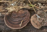 Nigroporus vinosus image