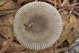 Amanita sect. Vaginatae image