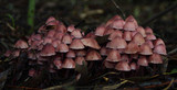 Mycena kuurkacea image