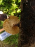 Lentinus crinitus image