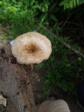 Lentinus crinitus image