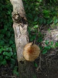 Lentinus crinitus image