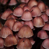 Mycena kuurkacea image
