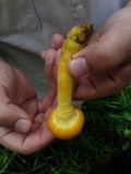 Gymnopilus imperialis image