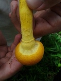 Gymnopilus imperialis image