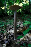Oudemansiella furfuracea image