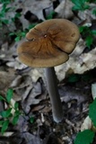 Oudemansiella furfuracea image
