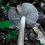 Oudemansiella furfuracea image