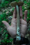 Oudemansiella furfuracea image