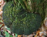 Phellinus robiniae image
