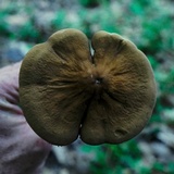 Oudemansiella furfuracea image