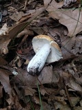 Russula decolorans image