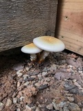 Neolentinus lepideus image