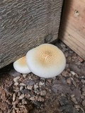 Neolentinus lepideus image