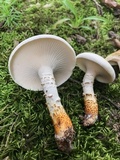 Neolentinus lepideus image