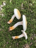 Neolentinus lepideus image