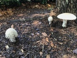Amanita canescens image