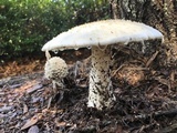 Amanita canescens image
