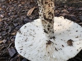 Amanita canescens image