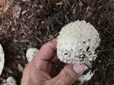 Amanita canescens image