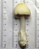 Amanita sect. Vaginatae image
