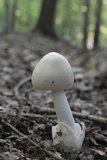 Amanita sect. Vaginatae image