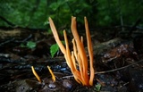 Clavulinopsis aurantiocinnabarina image
