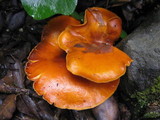 Omphalotus olearius image