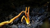 Clavulinopsis aurantiocinnabarina image