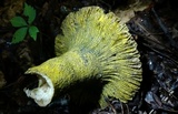 Hypomyces luteovirens image