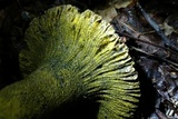 Hypomyces luteovirens image