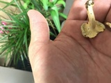 Cantharellus iuventateviridis image