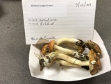 Leccinum longicurvipes image