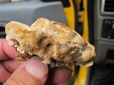 Sarcodontia pachyodon image
