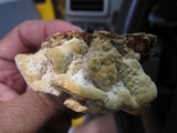 Sarcodontia pachyodon image