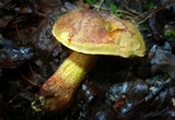 Xerocomus morrisii image