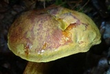 Xerocomus morrisii image