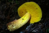 Xerocomus morrisii image
