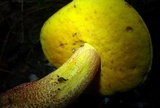 Xerocomus morrisii image