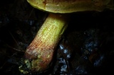 Xerocomus morrisii image