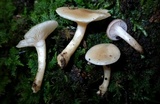 Clitocybe americana image