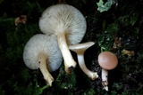 Clitocybe americana image