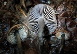 Neohygrocybe subovina image