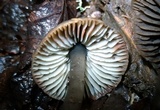 Neohygrocybe subovina image