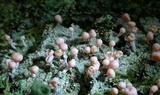 Dibaeis baeomyces image