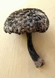 Strobilomyces confusus image