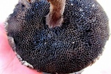 Strobilomyces confusus image
