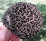 Strobilomyces confusus image
