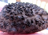 Strobilomyces confusus image