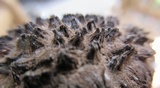 Strobilomyces confusus image